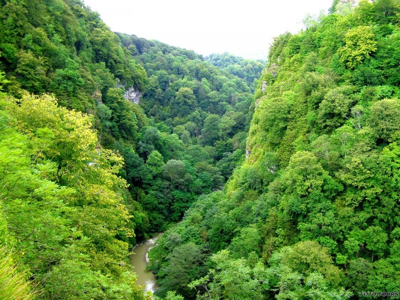 Тис ягодный Taxus baccata
