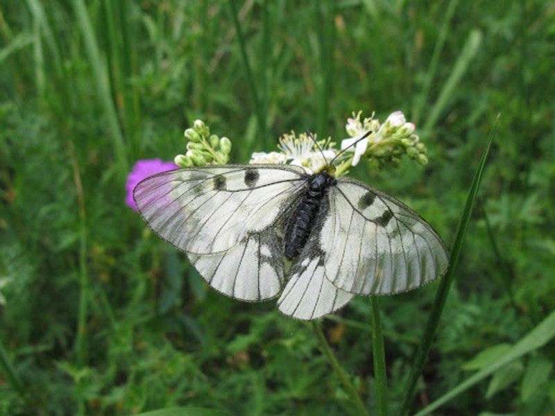 Мнемозина Parnassius mnemosyne