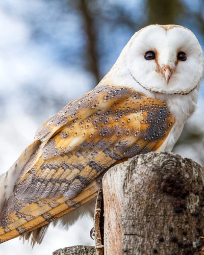 Филин Bubo bubo