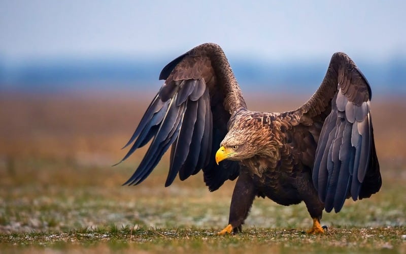 Степной орел Aquila rapax