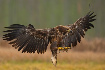 Орлан-белохвост Haliaeetus albicilla