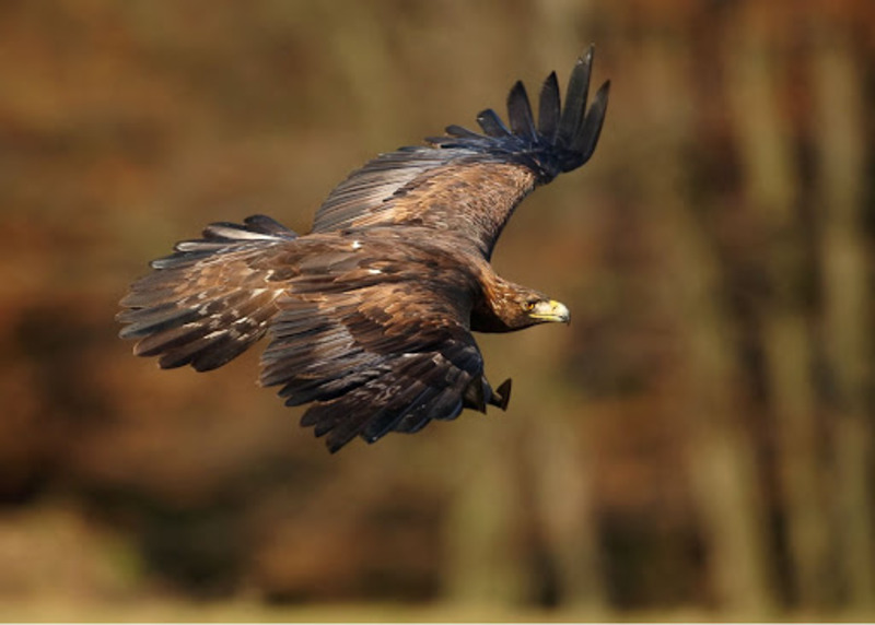 Беркут Aquila chrysaetos