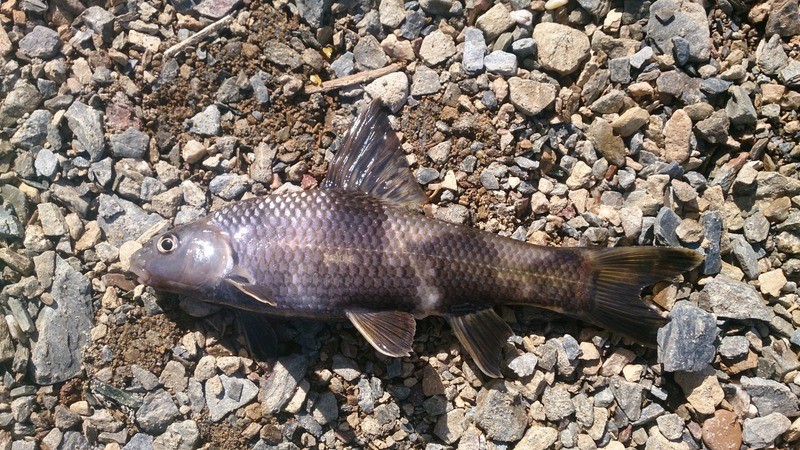 Черный амур Mylopharyngodon piceus (aboriginal populations)
