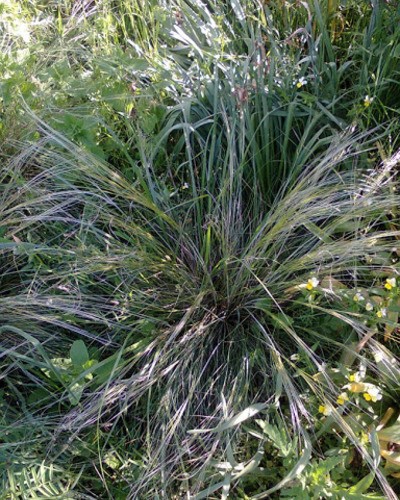 Ковыль красивейший Stipa pulcherrima