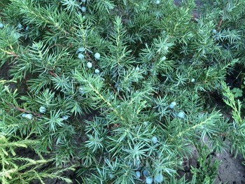 Можжевельник прибрежный Juniperus conferta