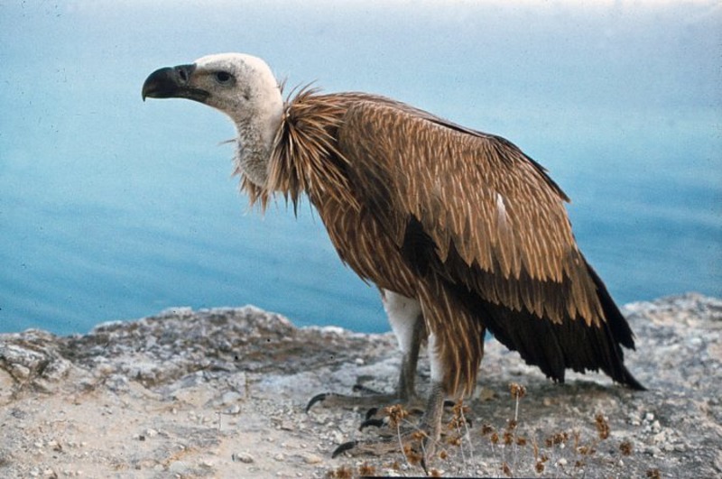 Белоголовый сип Gyps fulvus