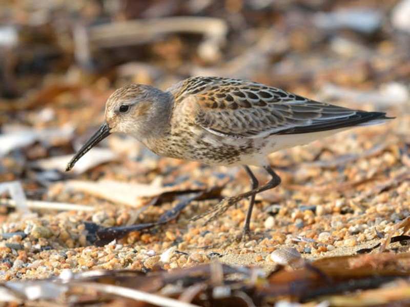 Чернозобик (балтийский п/вид) Calidris alpina schinzii