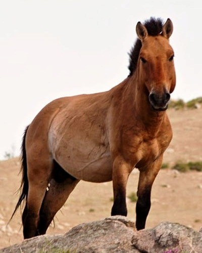 Лошадь Пржевальского Equus przewalskii