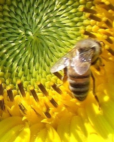 Пчела-плотник Xylocopa valga