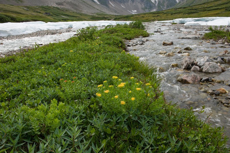 Родиола розовая (за исключением популяций Алтайского и Красноярского к Rhodiola rosea