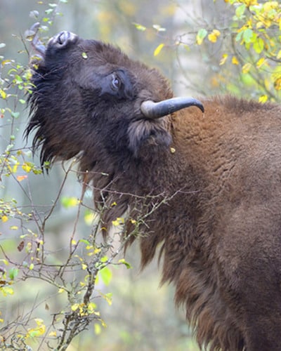 Зубр Bison bonasus