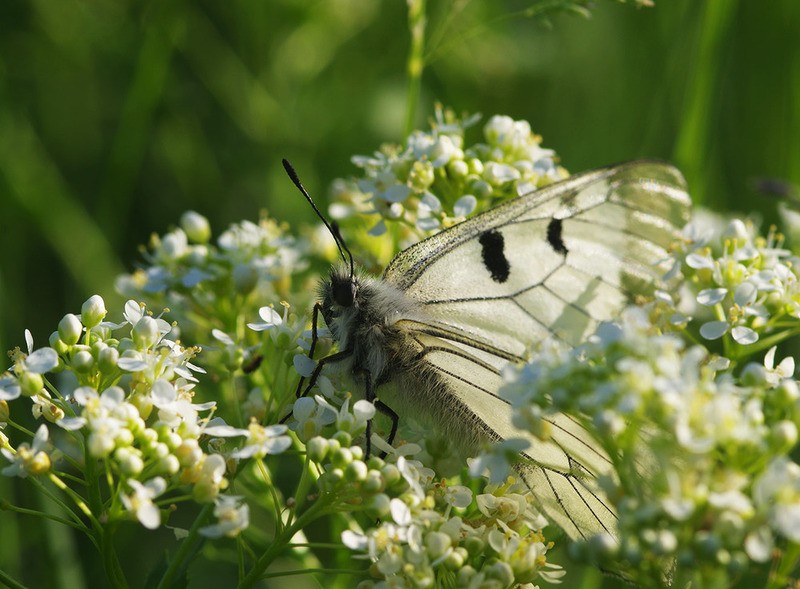 Мнемозина Parnassius mnemosyne