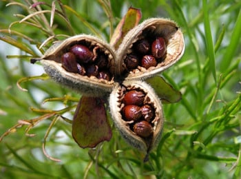 Пион тонколистный Paeonia tenuifolia