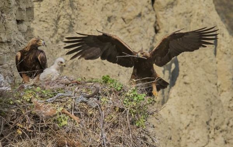 Беркут Aquila chrysaetos