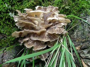 Грифола курчавая, гриб-баран Grifola frondosa