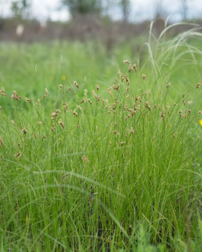 Ковыль красивейший Stipa pulcherrima