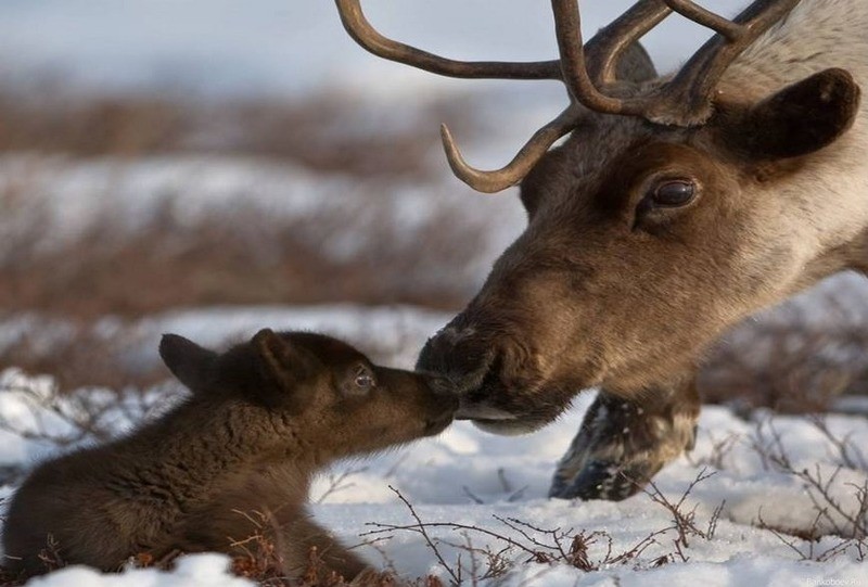Северный олень (новоземельский пвид) Rangifer tarandus pearsoni