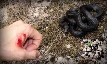 Гадюка Никольского Vipera nikolskii