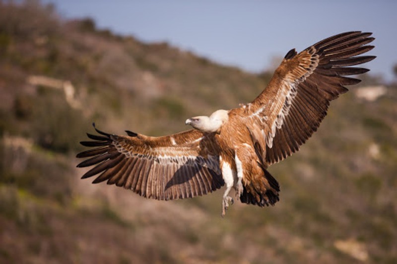 Белоголовый сип Gyps fulvus
