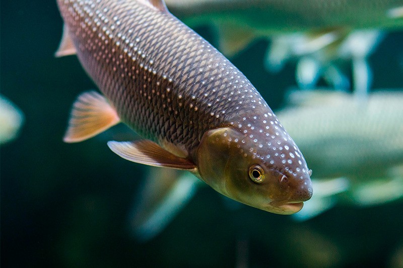 Вырезуб Rutilus frisii frisii