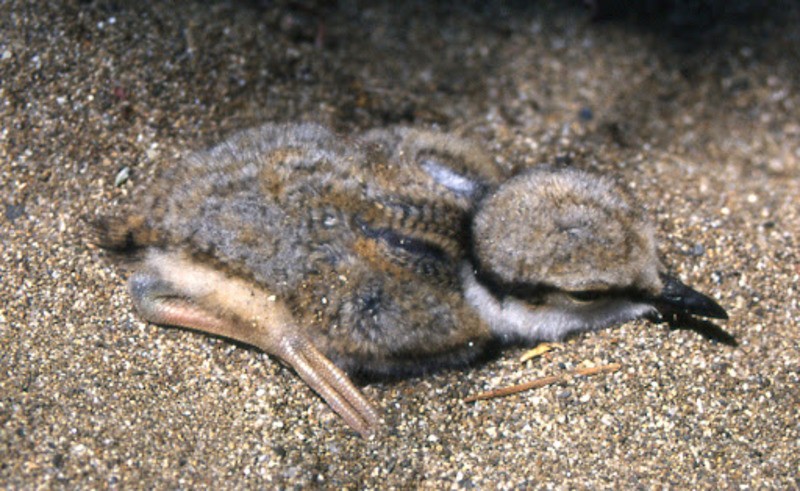 Уссурийский зуек Charadrius placidus