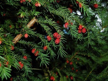 Тис ягодный Taxus baccata