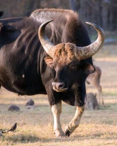 Зубр Bison bonasus