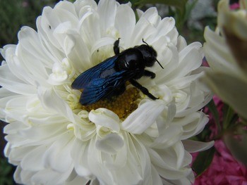 Пчела-плотник Xylocopa valga