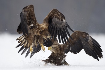 Орлан-белохвост Haliaeetus albicilla