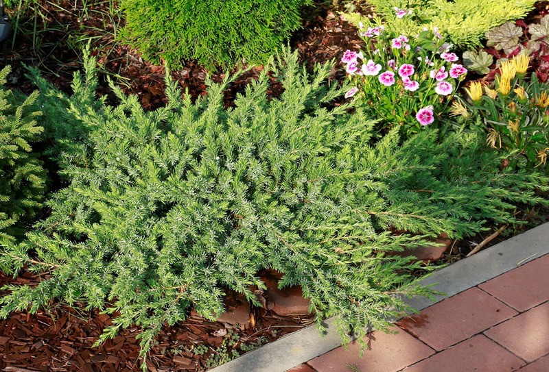 Можжевельник прибрежный Juniperus conferta
