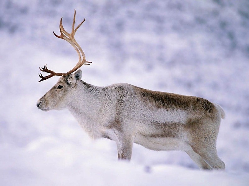 Северный олень (новоземельский пвид) Rangifer tarandus pearsoni