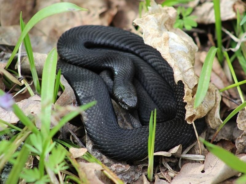 Гадюка Никольского Vipera nikolskii