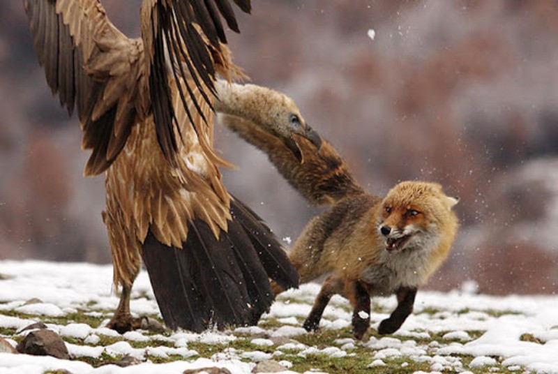 Белоголовый сип Gyps fulvus