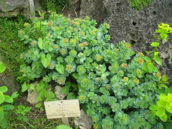 Родиола розовая (за исключением популяций Алтайского и Красноярского к Rhodiola rosea