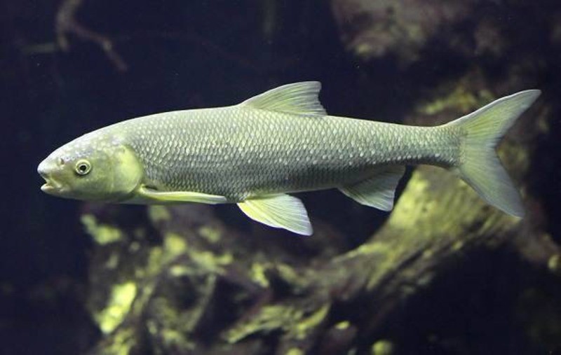 Вырезуб Rutilus frisii frisii