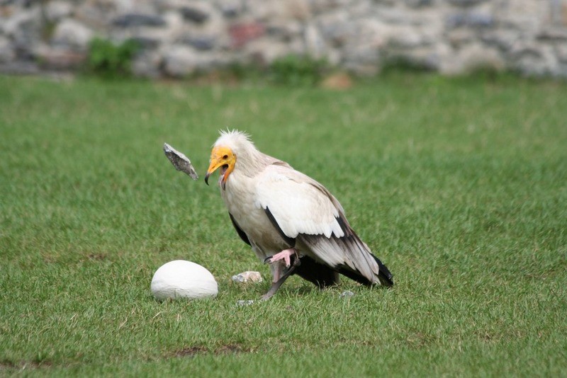 Стервятник Neophron percnopterus