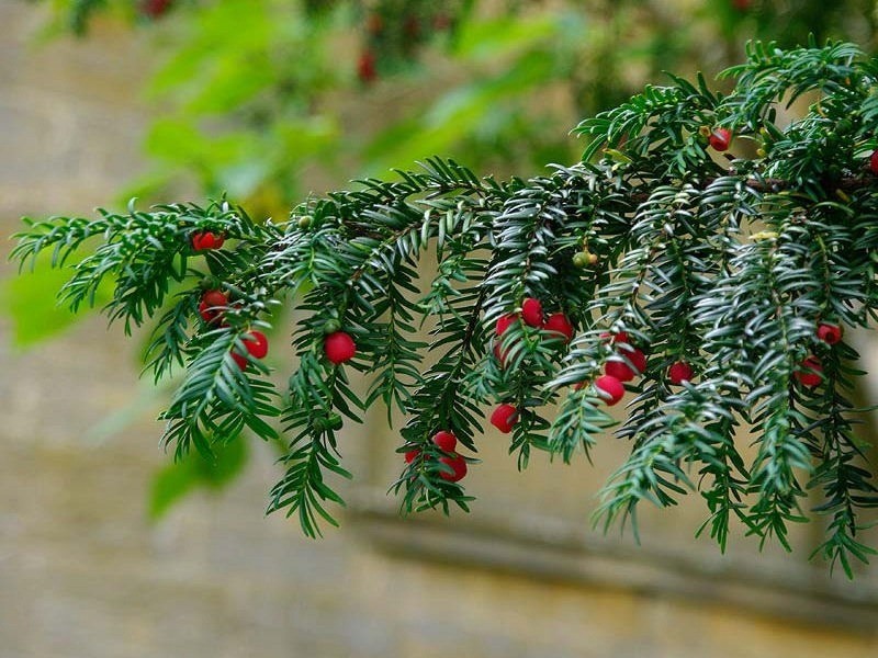 Тис ягодный Taxus baccata