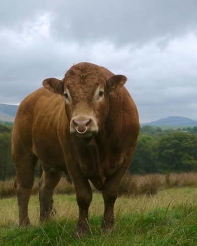 Зубр Bison bonasus