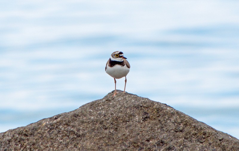 Уссурийский зуек Charadrius placidus