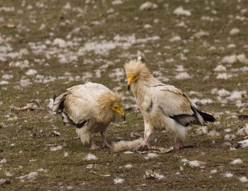 Стервятник Neophron percnopterus