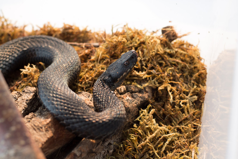 Гадюка Никольского Vipera nikolskii