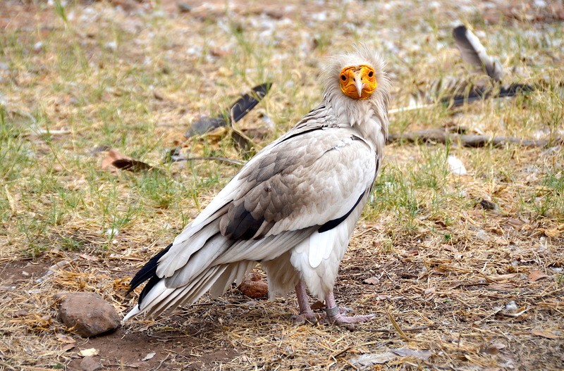 Стервятник Neophron percnopterus