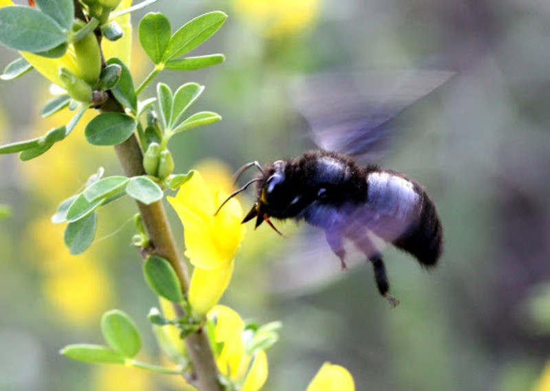 Пчела-плотник Xylocopa valga