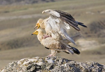 Стервятник Neophron percnopterus