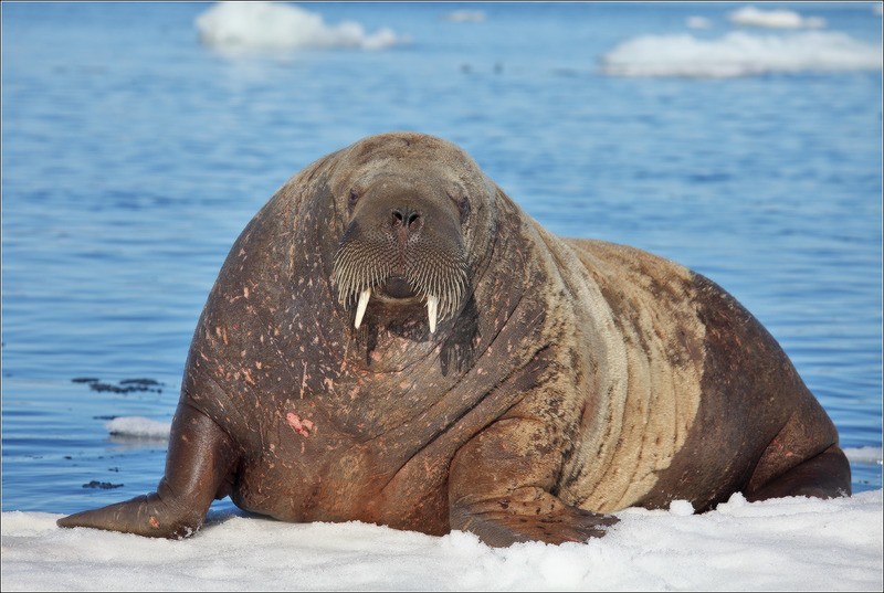 Морж (атлантический п/вид) Odobenus rosmarus rosmarus