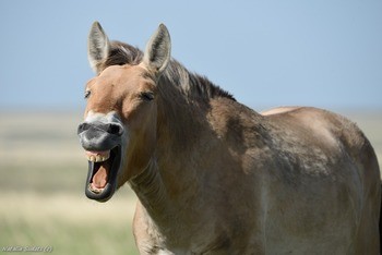 Лошадь Пржевальского Equus przewalskii