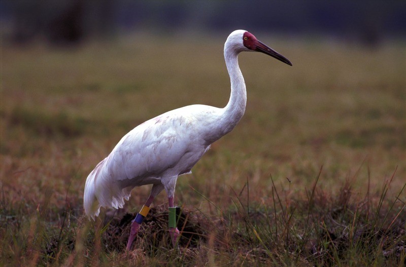 Стерх (якутская популяция) Grus leucogeranus (jakutsk population)