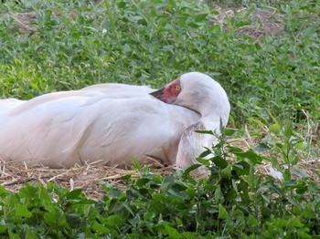 Стерх (обская популяция) Grus leucogeratus (obsk population)