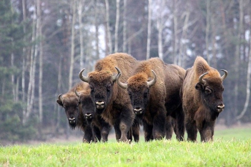 Зубр Bison bonasus