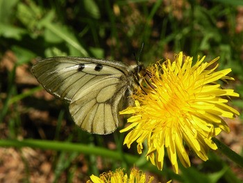 Мнемозина Parnassius mnemosyne
